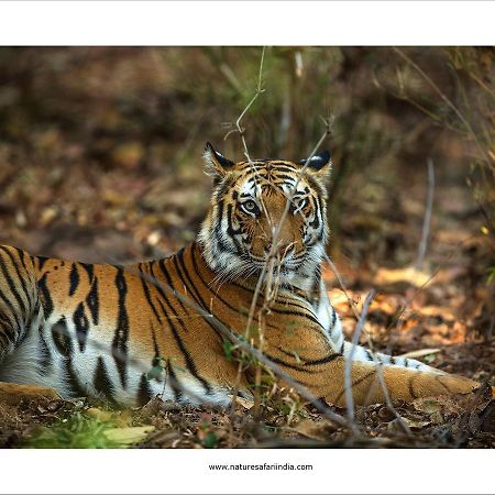 Tiger'S Den Resort Bandhavgarh National Park エクステリア 写真