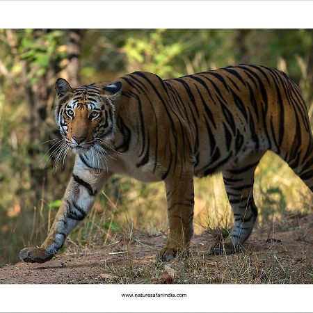 Tiger'S Den Resort Bandhavgarh National Park エクステリア 写真