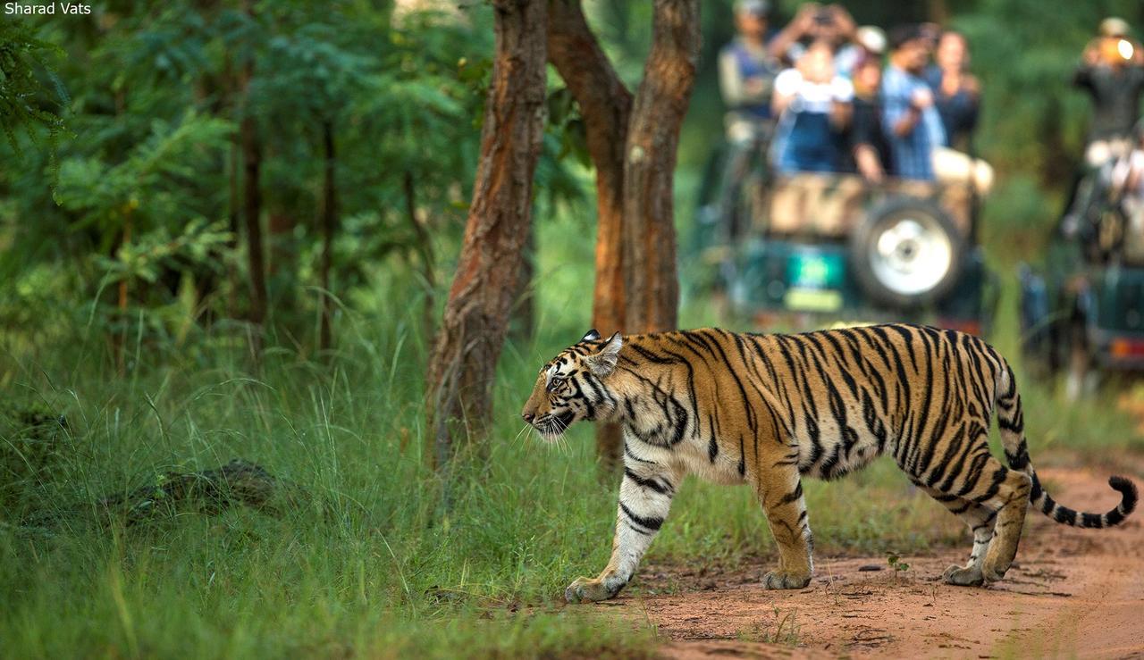 Tiger'S Den Resort Bandhavgarh National Park エクステリア 写真