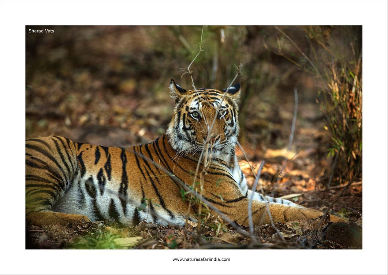 Tiger'S Den Resort Bandhavgarh National Park エクステリア 写真